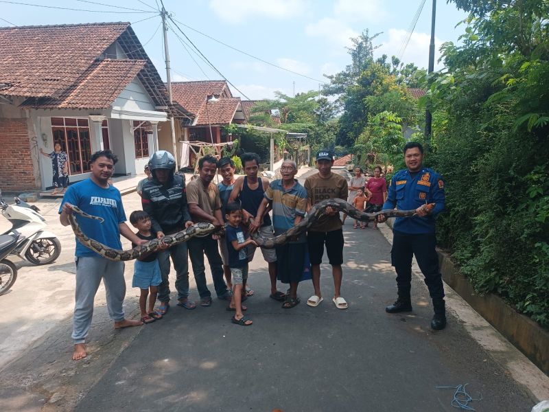 Rescue Ular Piton di Pekarangan Rumah Warga Pringsurat Berjalan Aman dan Lancar