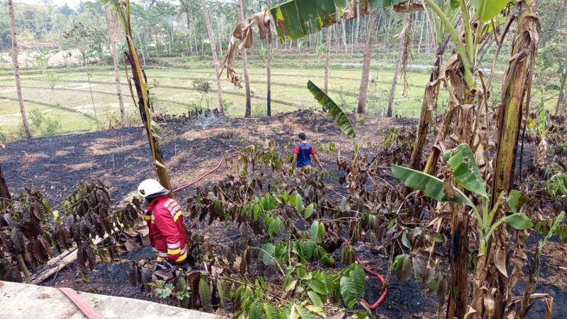Damkar Temanggung Padamkan Kebakaran Lahan Kopi di Tepusen Kaloran