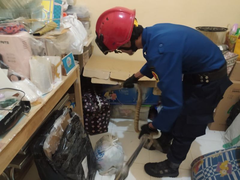 Damkar Temanggung Evakuasi Ular yang Masuk Kamar Tidur Warga di Bebengan