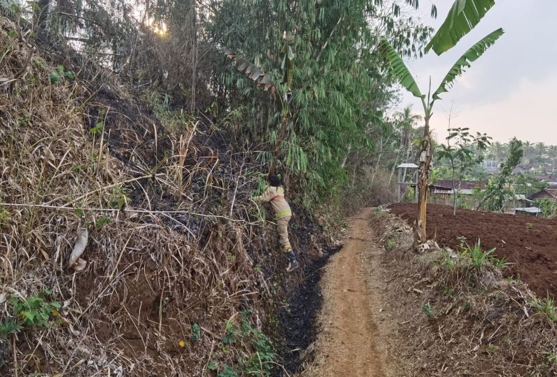 Damkar Temanggung Padamkan Kebakaran Lahan Pertanian Seluas 200 Meter Persegi di Kranggan